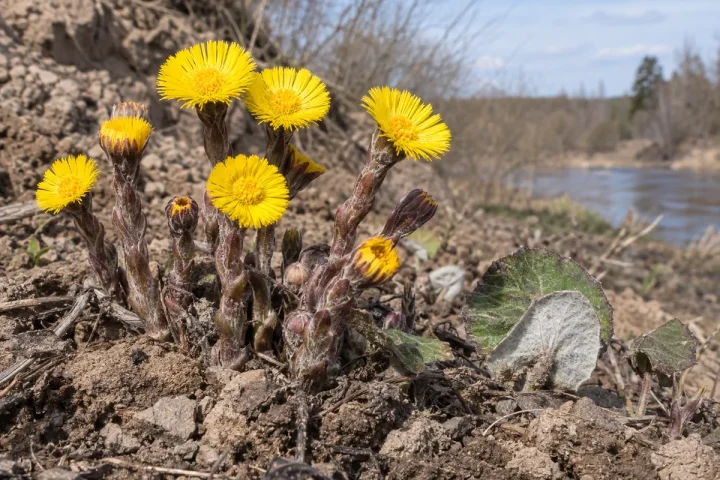 Ankstyvasis šalpusnis su geltonais žiedais ant žvynuotų stiebų ir balta apatine lapų puse