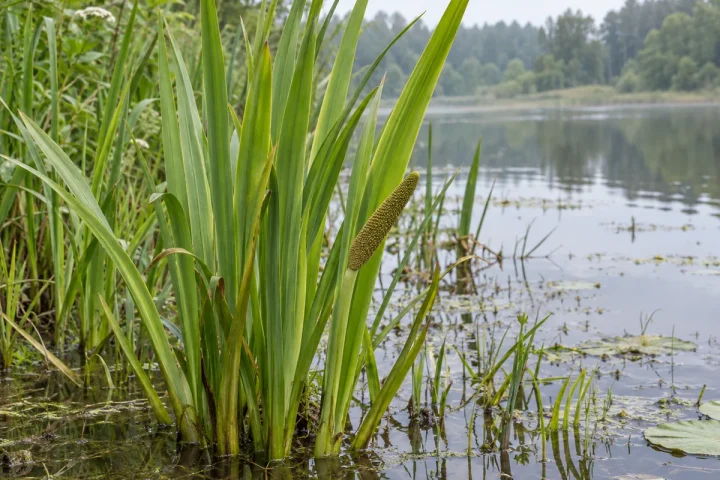 Balinis ajeras vandens telkinio pakrantėje su kalavijiškais lapais ir žalsva burbuole