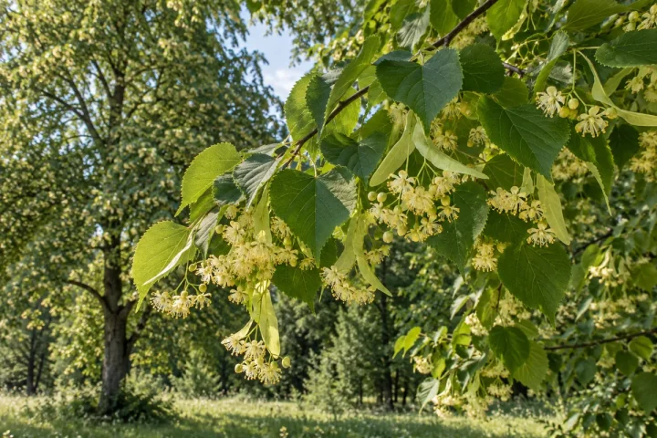 Žydinti mažalapės liepos šaka su širdiškais lapais ir šviesiomis pažiedėmis