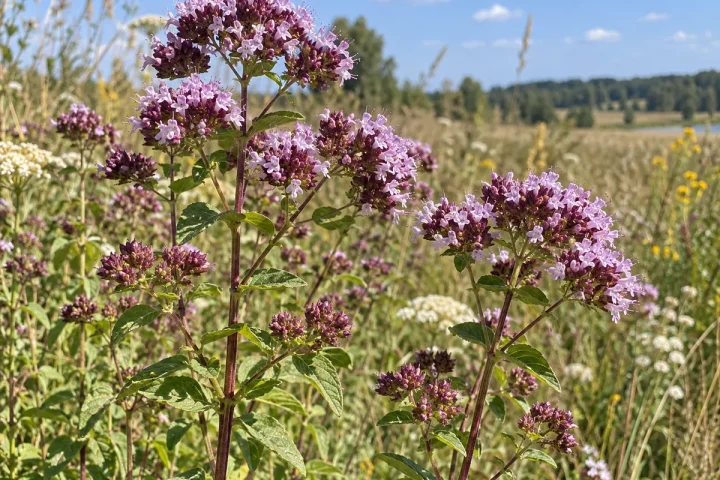Žydintis paprastasis raudonėlis su rausvai violetiniais žiedynais sausoje Lietuvos pievoje