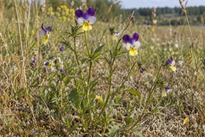 Trispalvė našlaitė Lietuvos pievoje su violetiniais, baltais ir geltonais žiedais